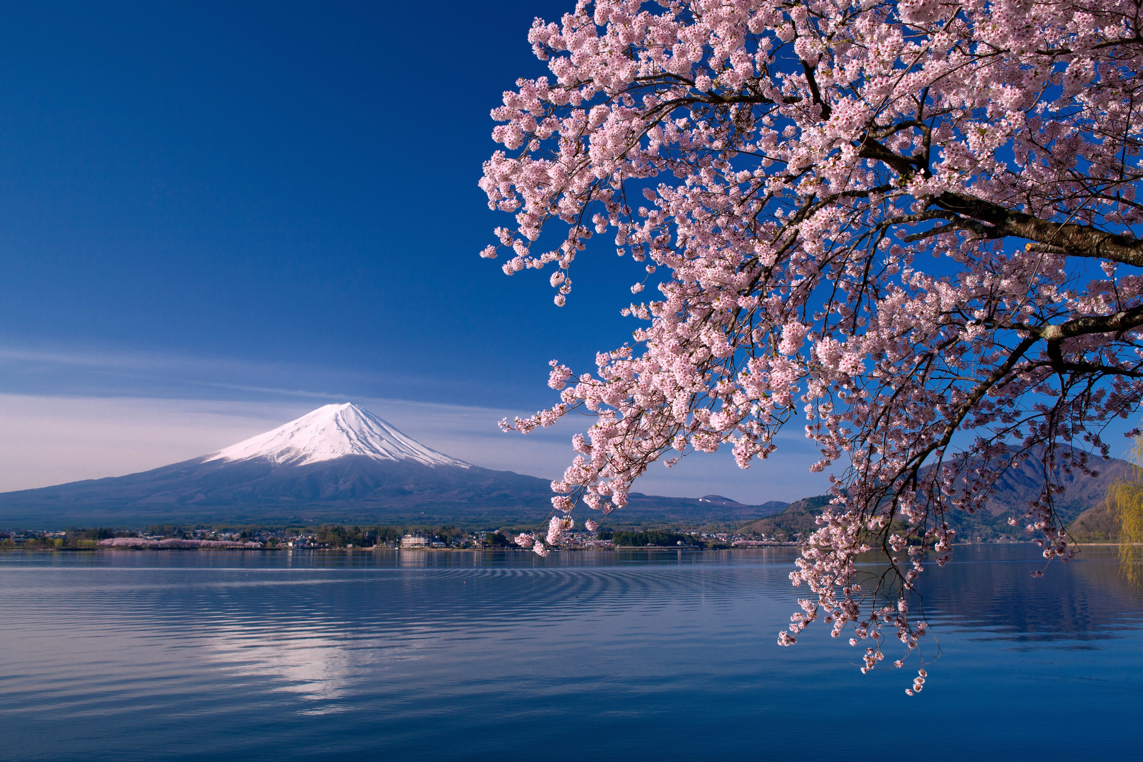 TOP_SAKURA_Mt.FUJI